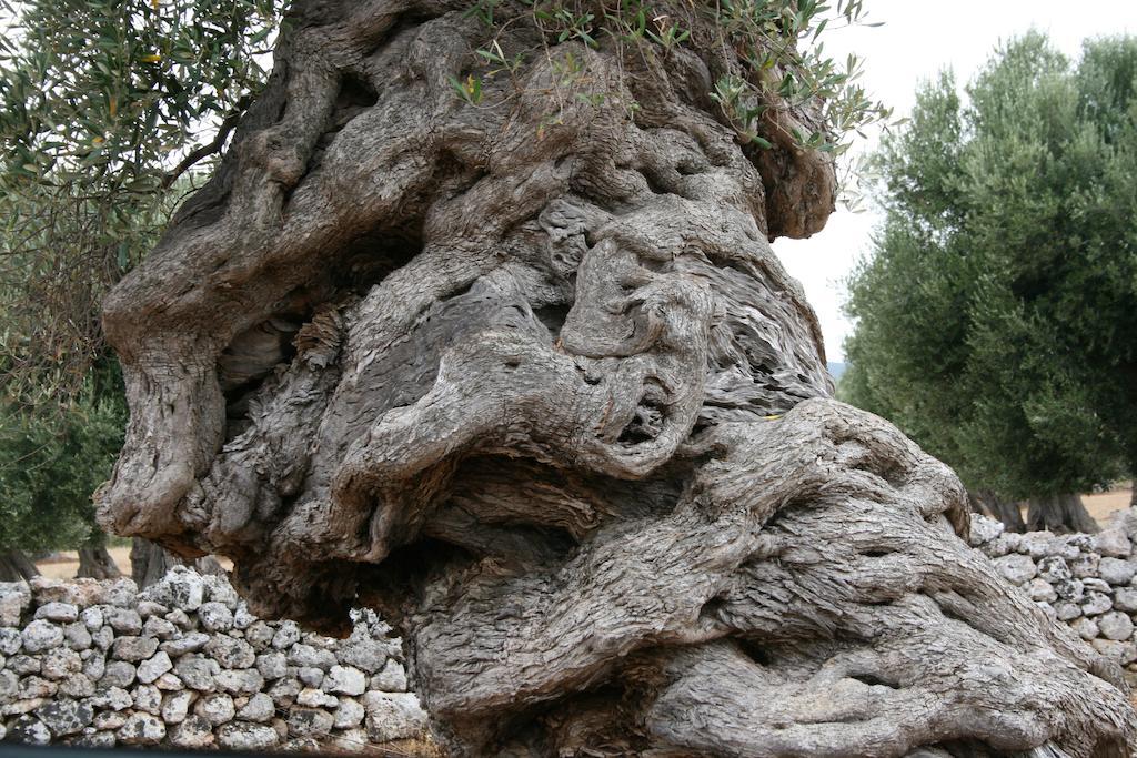 Masseria Torremossa 파사노 외부 사진